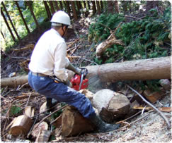 国産木材の有効活用